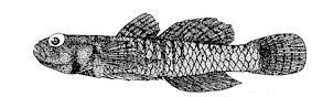 Corcyrogobius liechtensteini_claves